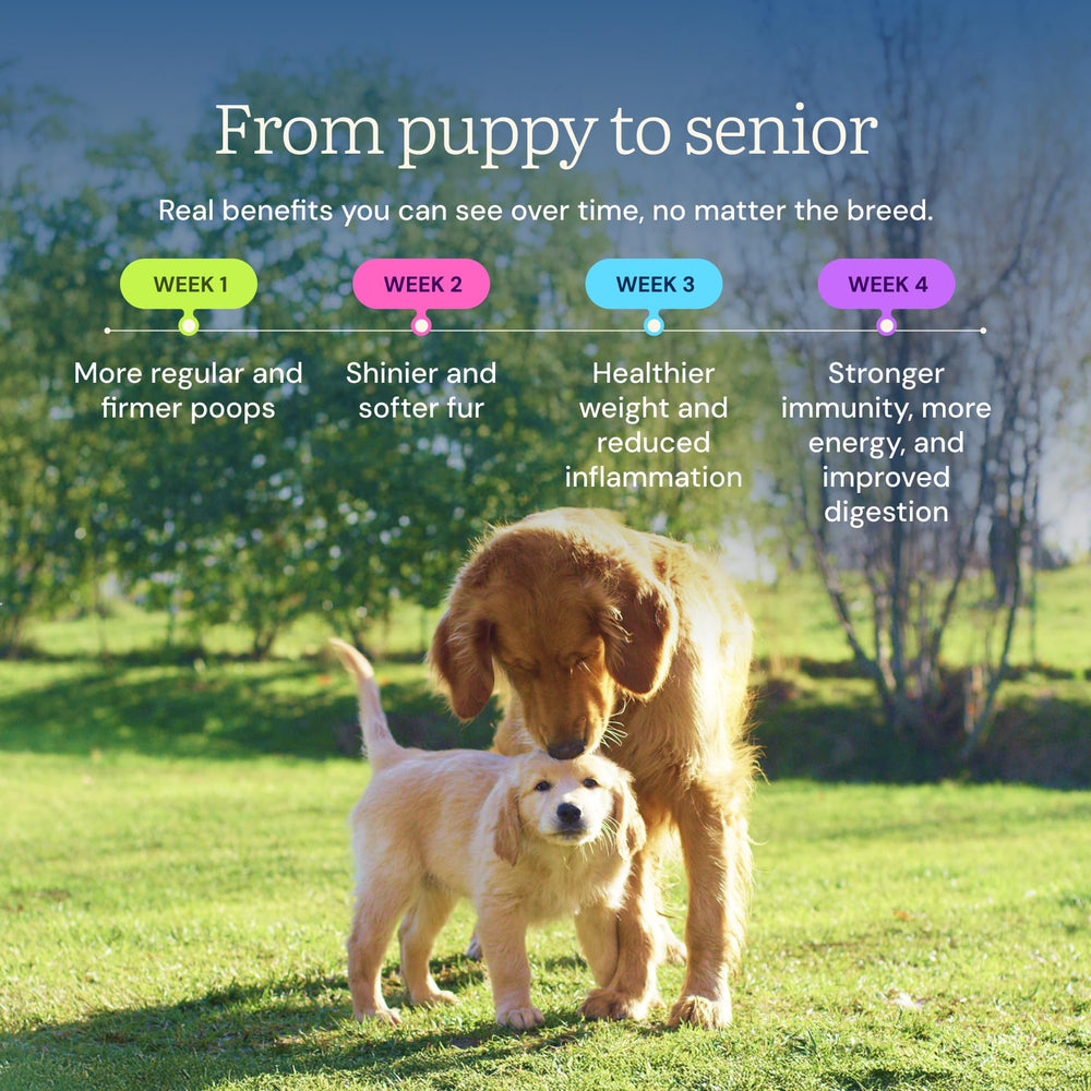 Get Joy: probióticos y prebióticos para apoyar la salud intestinal canina