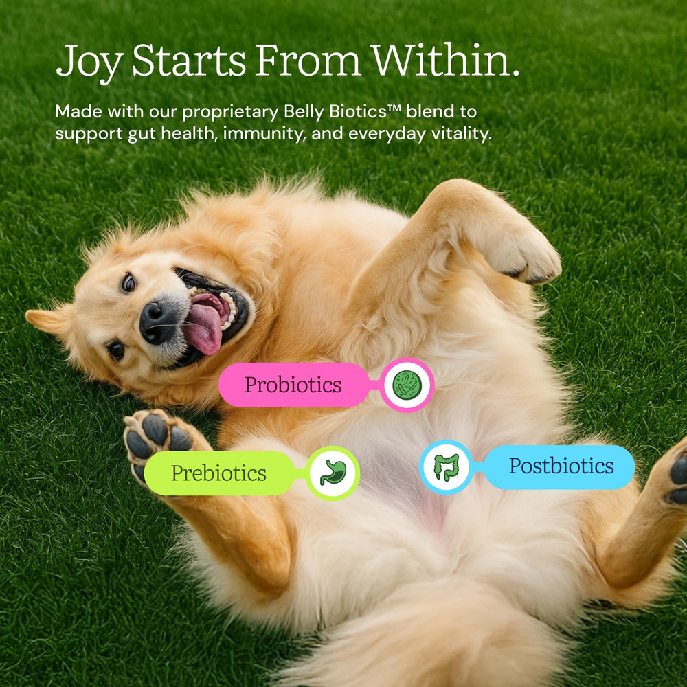 Get Joy: textura liofilizada de pollo para perros, crujiente y sabrosa