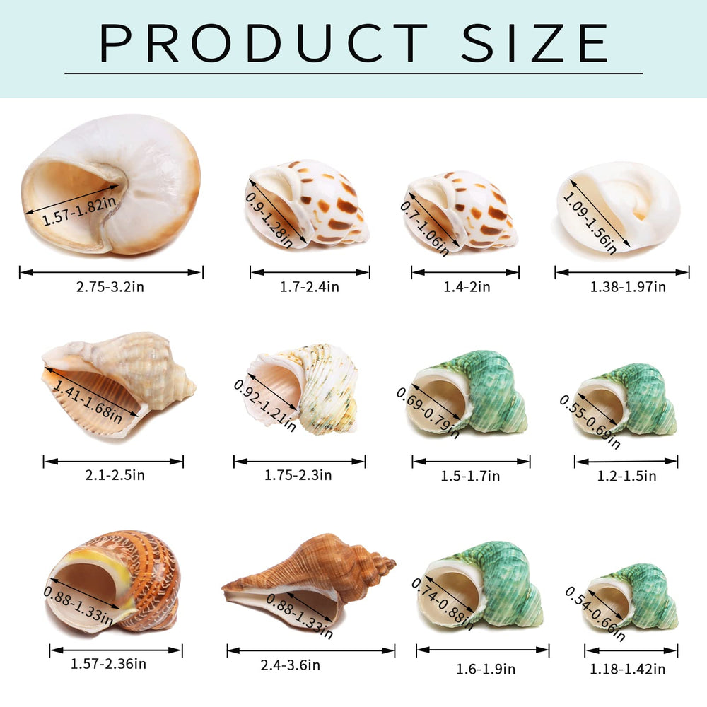Conchas Giftvest naturales sin pintura listas para usar en acuario