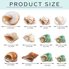 Conchas Giftvest naturales sin pintura listas para usar en acuario