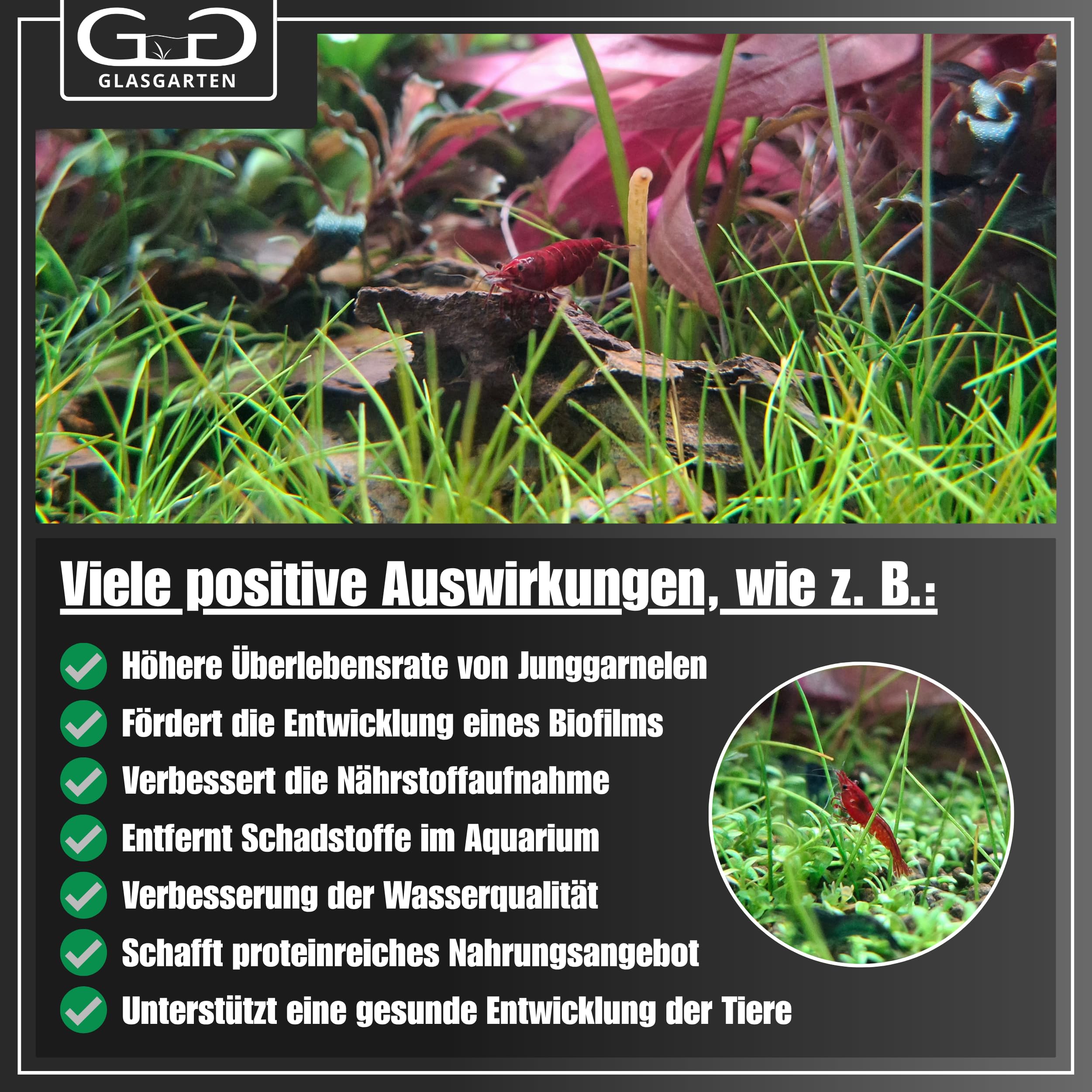 GlasGarten Bacter AE proteína microbiana para alimento microbiano