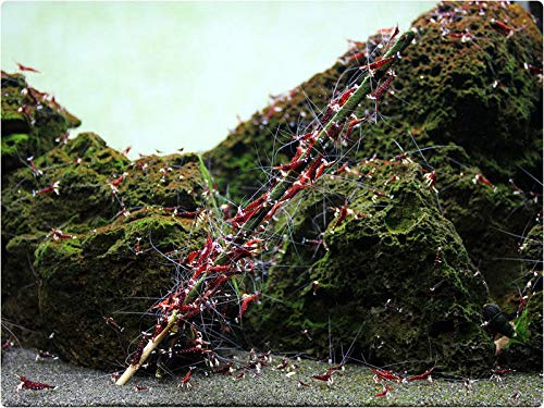 GlasGarten Shrimp Lollies sabores artemia: snack sabroso para camarones ornamentales