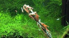 GlasGarten Shrimp Lollies sabores moringa: complemento mineral para camarones ornamentales