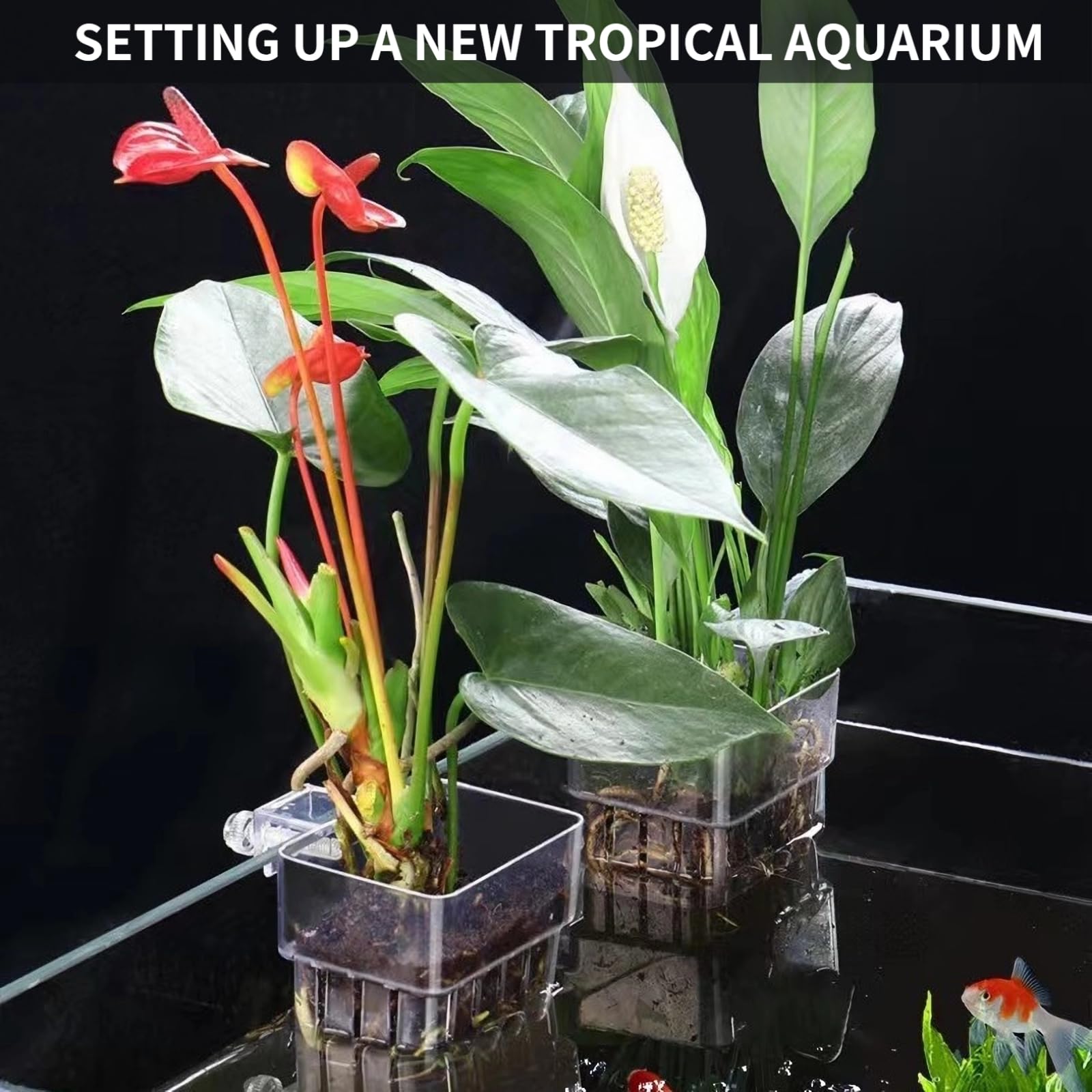 GLEFLE soporte acrílico transparente para plantas, facilita crecimiento de raíces.