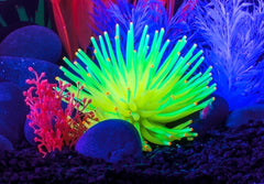 GloFish Anémona Amarilla ofrece refugio suave para reducir tensiones.