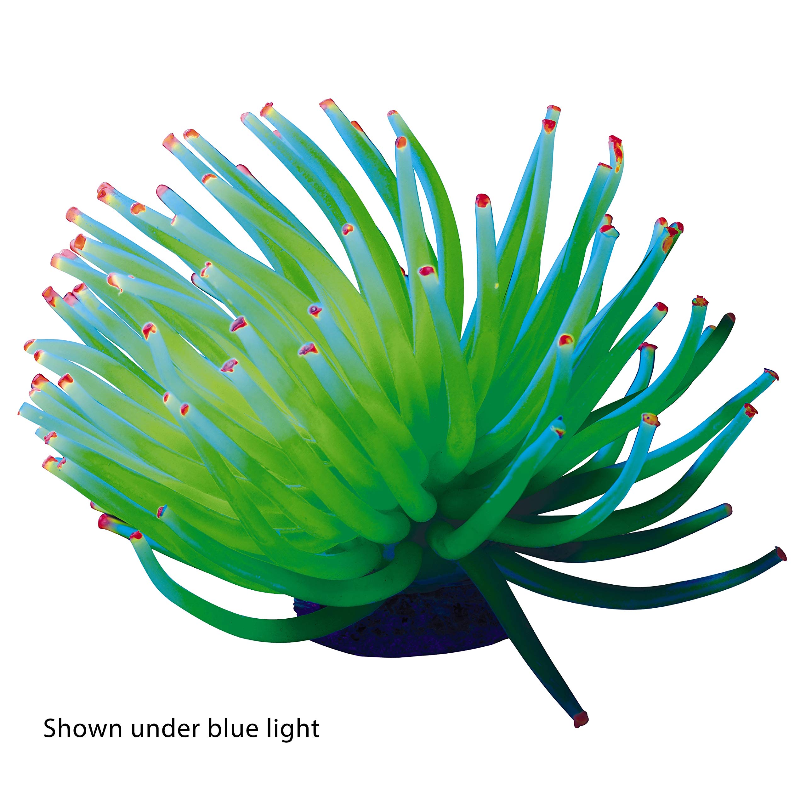 GloFish Anémona Amarilla brilla bajo iluminación azul.