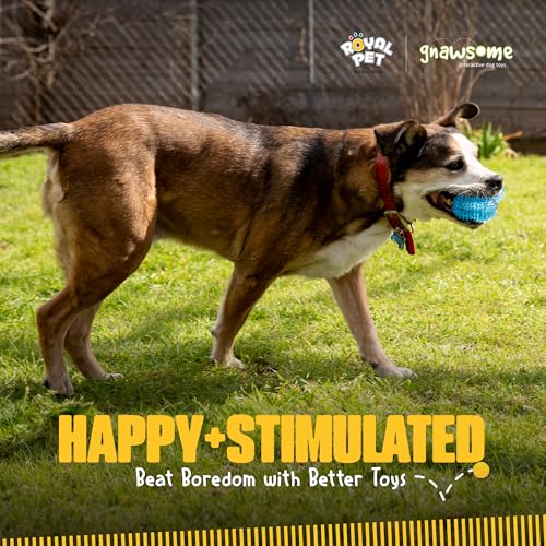 Gnawsome, marca familiar, un juguete confiable para perros.