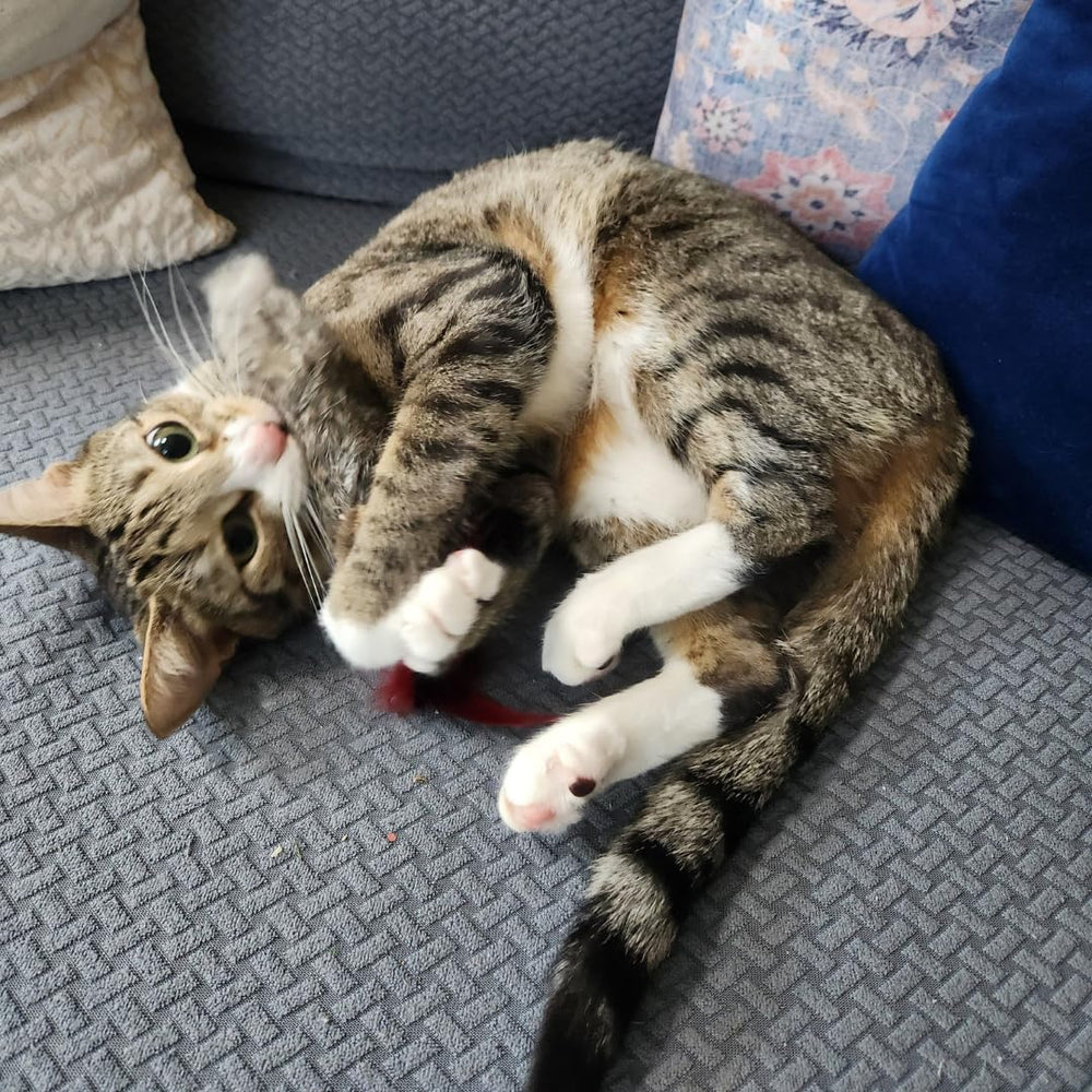 GoCat Da Fur Thing: relleno de hierba gatera para despertar juego.