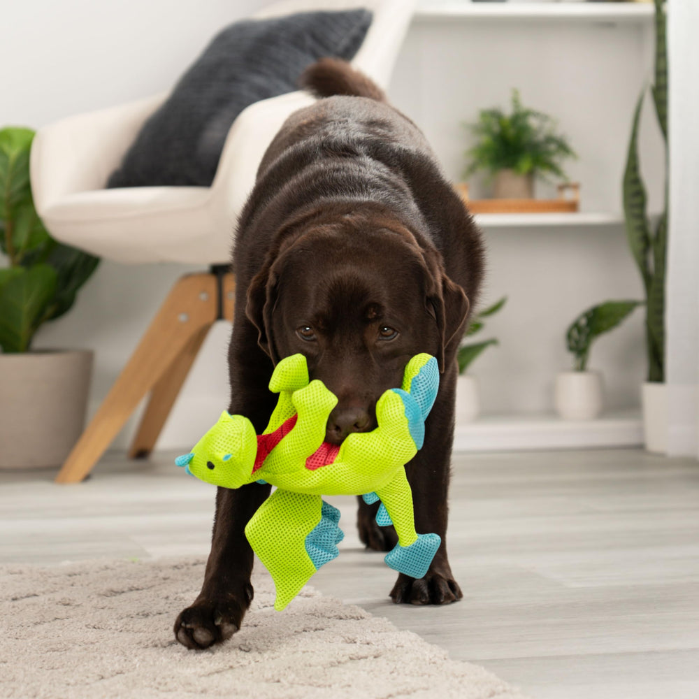 goDog Dragons superficie flotante y secado rápido para juegos en agua