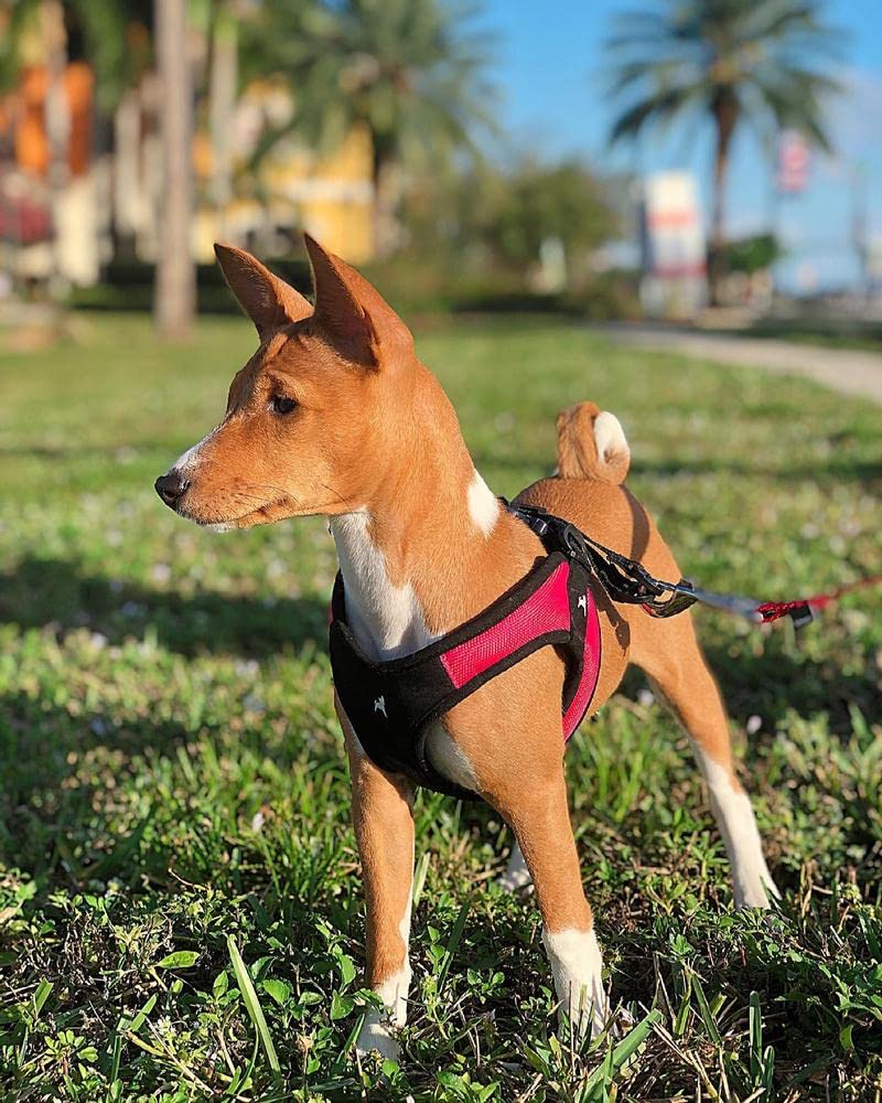 Gooby arnés para perros pequeños, diseño compacto ideal para caminatas.