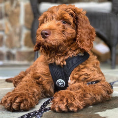 Gooby Comfort X arnés de malla ligera para mantener al perro fresco.