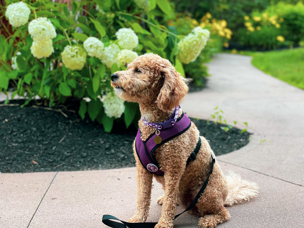 Gooby Comfort X malla ligera morada para confort y temperatura fresca