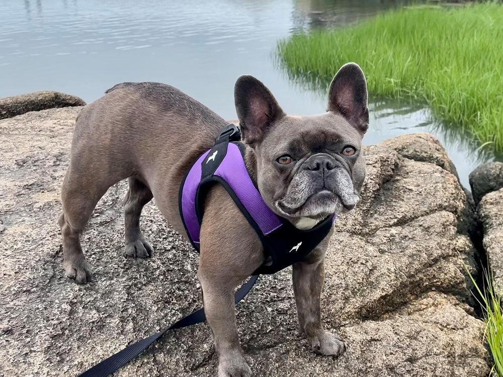 Arnés Gooby rosado, para perros de hasta 16 kg, ajuste óptimo.