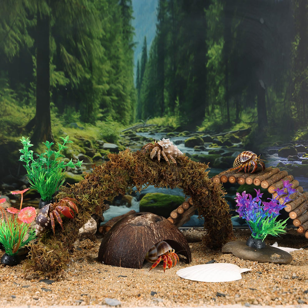 Grddaef Detalle Ambiente Cangrejo: configuración atractiva para el terrario.