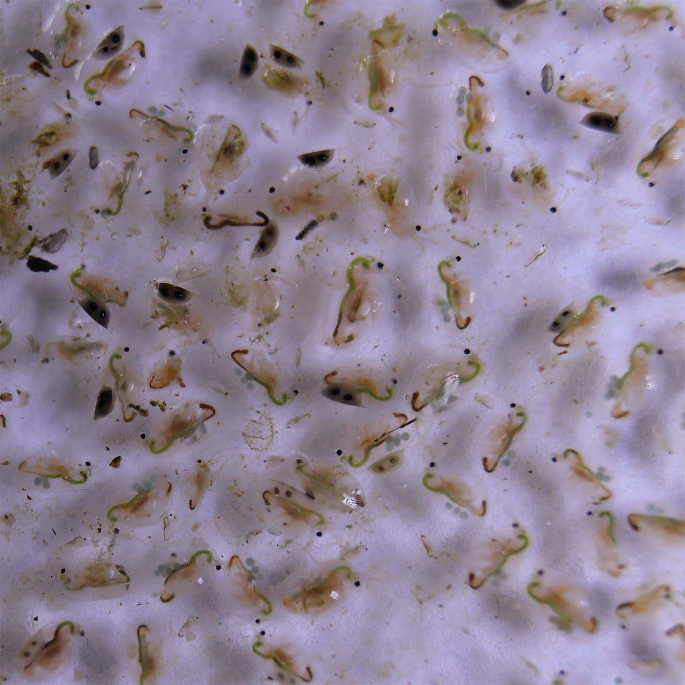 GREEN WATER FARM envase con cierre hermético para almacenamiento seguro.
