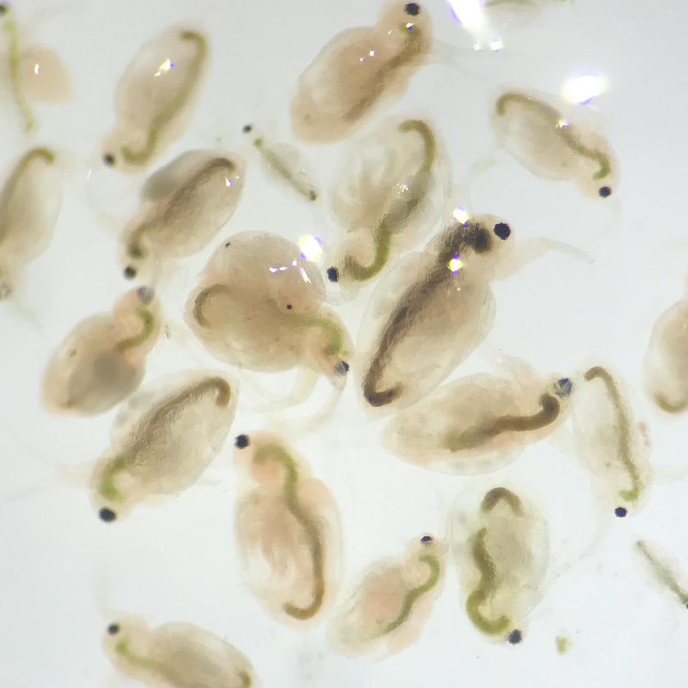 Moina Macrocopa de GREEN WATER FARM, opción de alimentación diaria para bettas.
