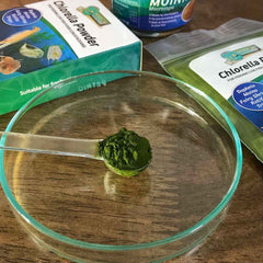 GREEN WATER FARM Moina macrocopa en reproducción, fuente abundante de alimento.