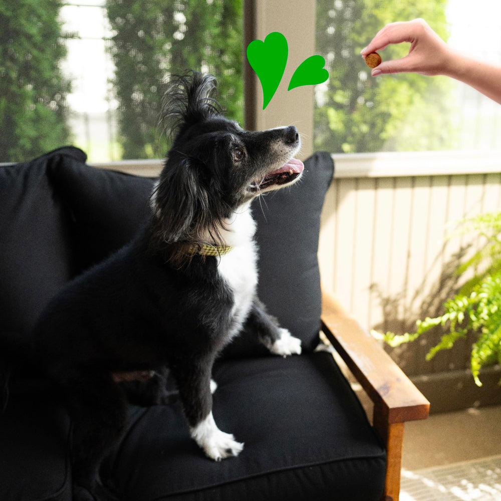 Close-up of Greenies soft chews for daily treats.