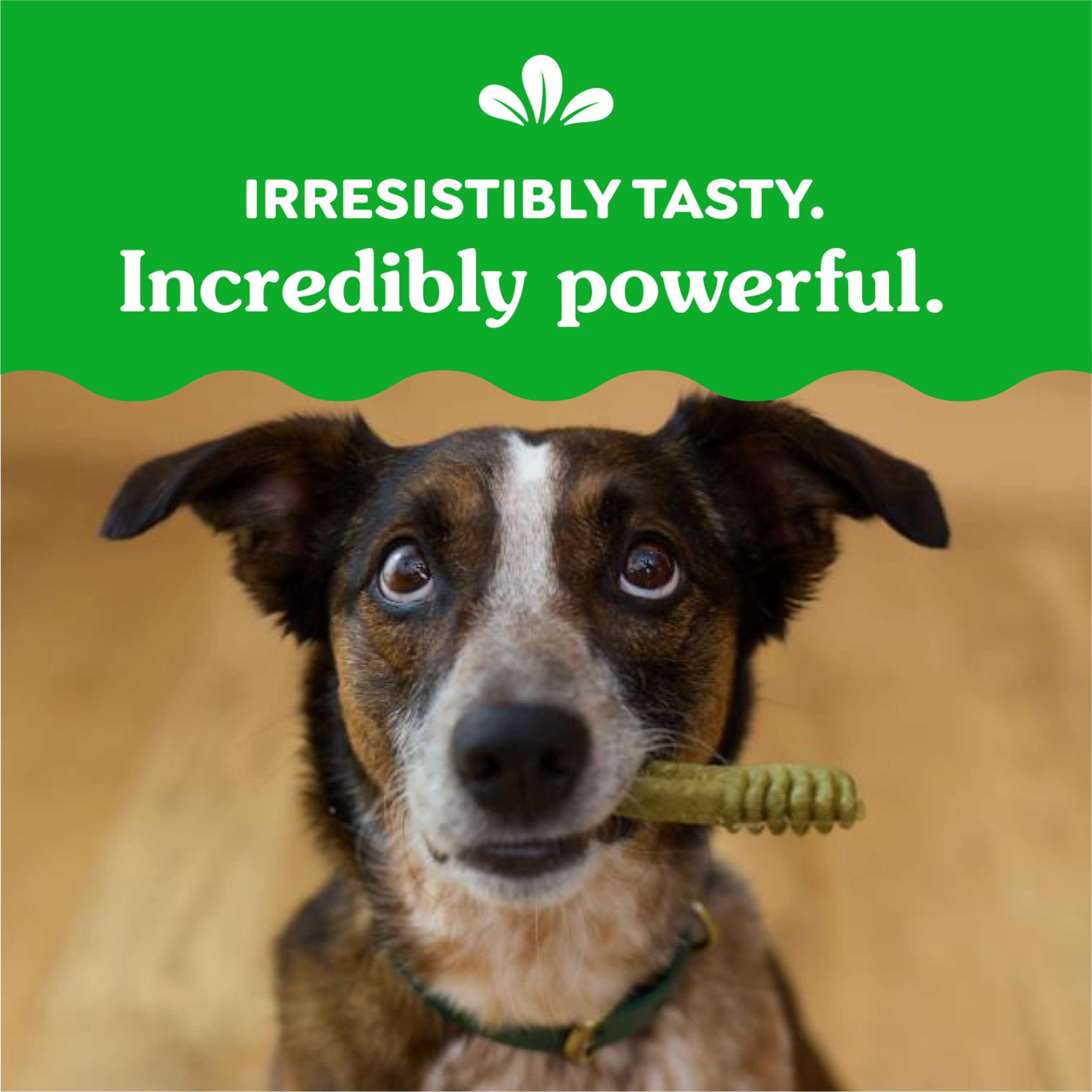 Greenies para perros adultos: sabor original que motiva la rutina.