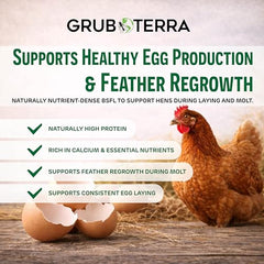 GrubTerra larvas dentro de comedero, alimentación rápida y conveniente.