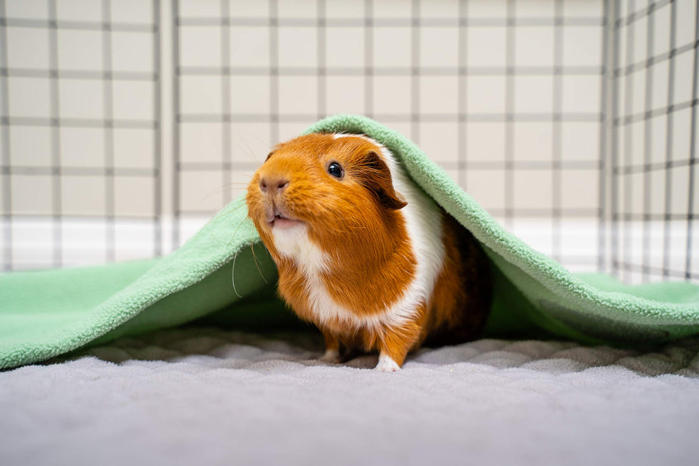 GuineaDad Liner de alta absorción para menos cambios de jaula