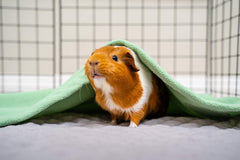 GuineaDad Liner de alta absorción para menos cambios de jaula