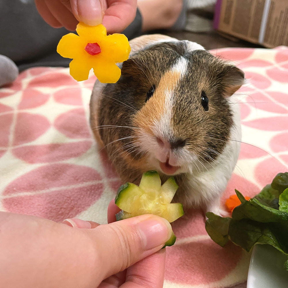 GuineaDad Premium Liner: empaque ecológico que sirve como refugio