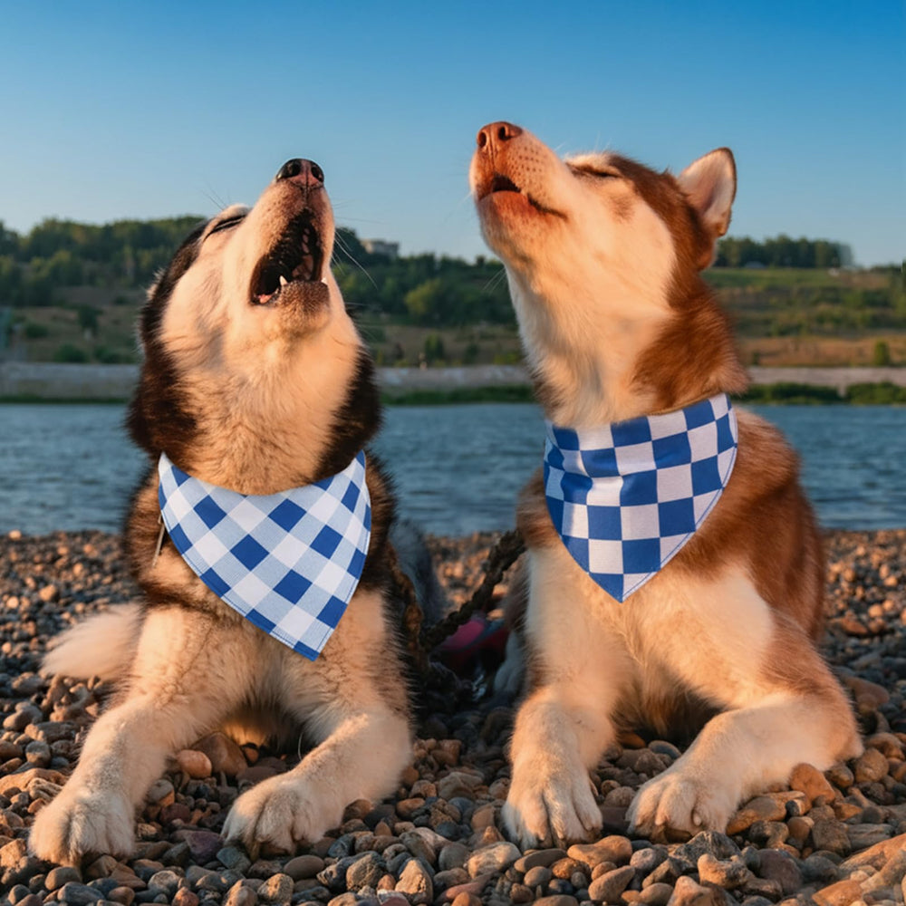 Estilo contemporáneo Guiqulai para mascota, bandana azul, look moderno.