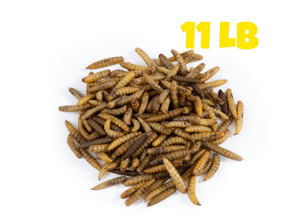Larvas mosca soldado negra secas: alto calcio para pollos, ideal como complemento nutritivo.