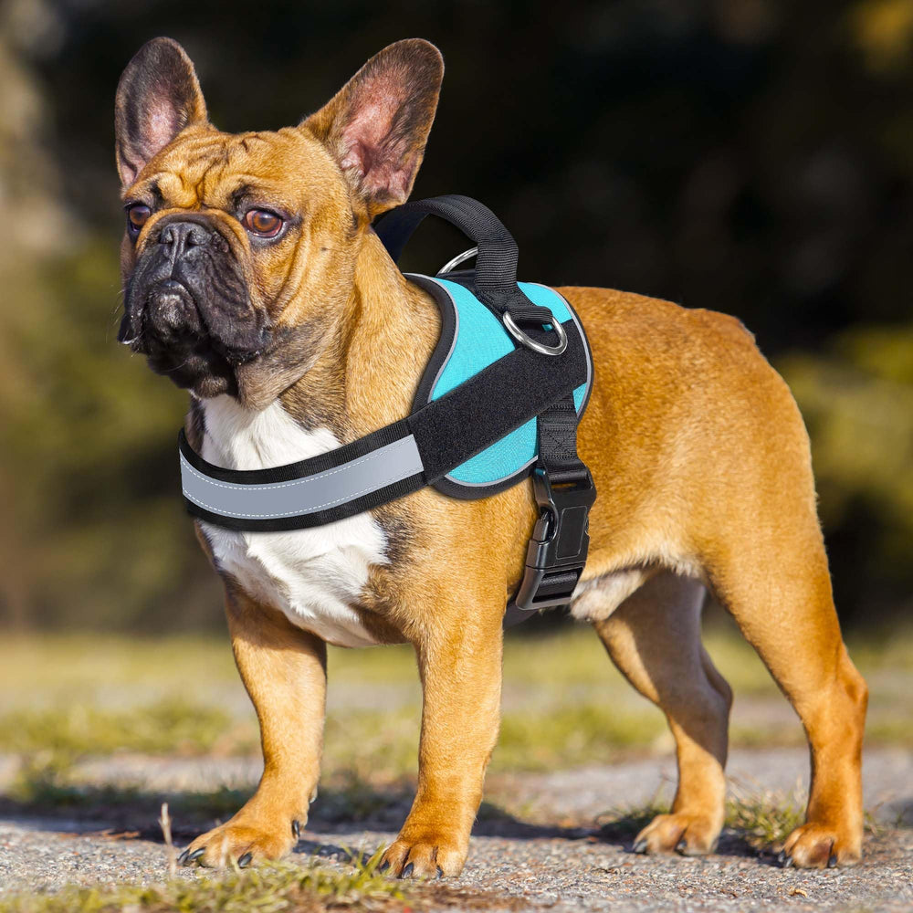 Arnés Haapaw mango ergonómico para manejo cómodo durante caminatas.
