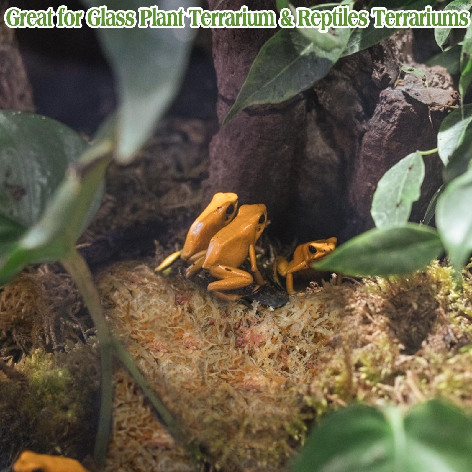 Halatool musgo sphagnum como complemento ambiental del terrario para un aspecto natural.