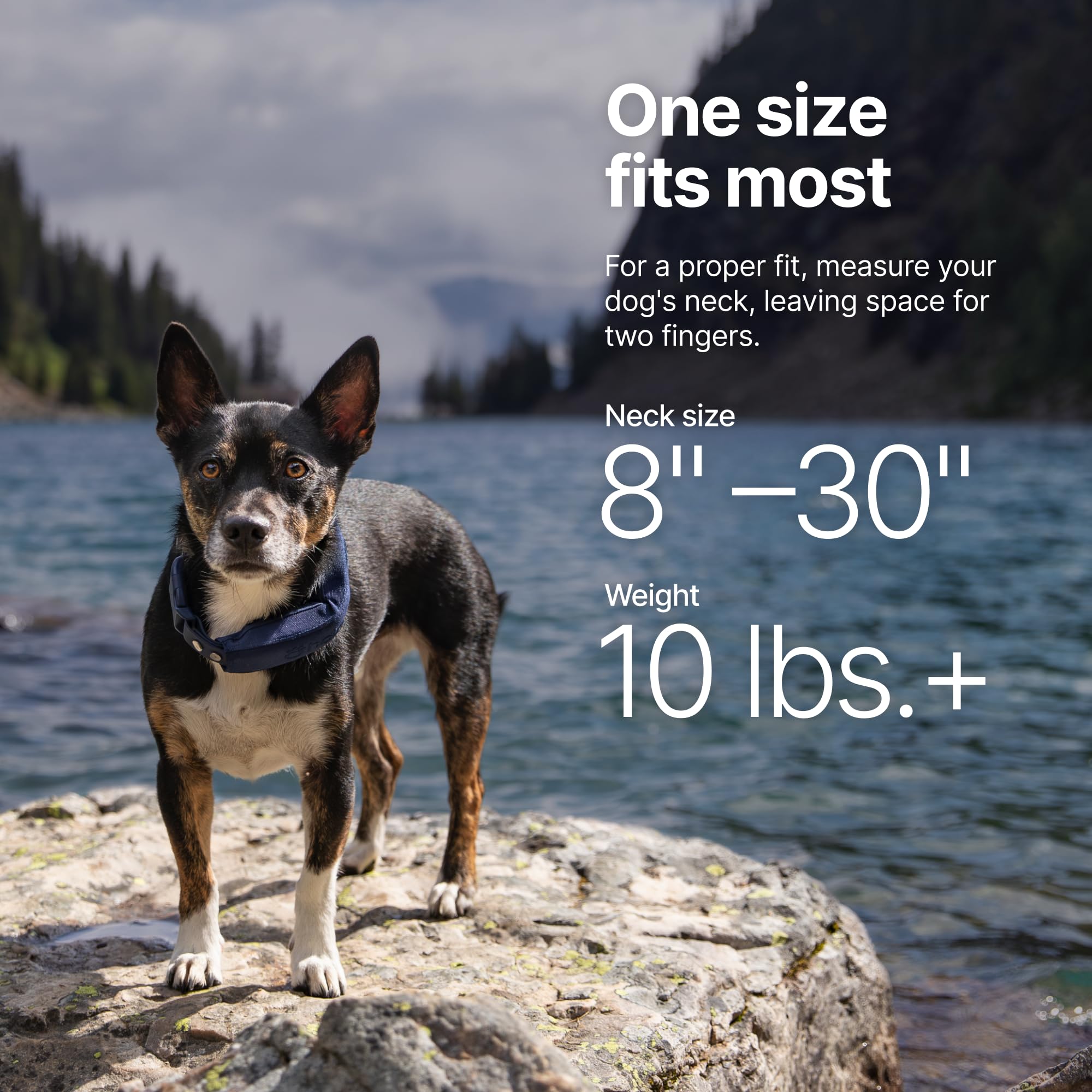 Halo Collar 5 talla ajustable 8–30 pulgadas para varios tamaños de perros.