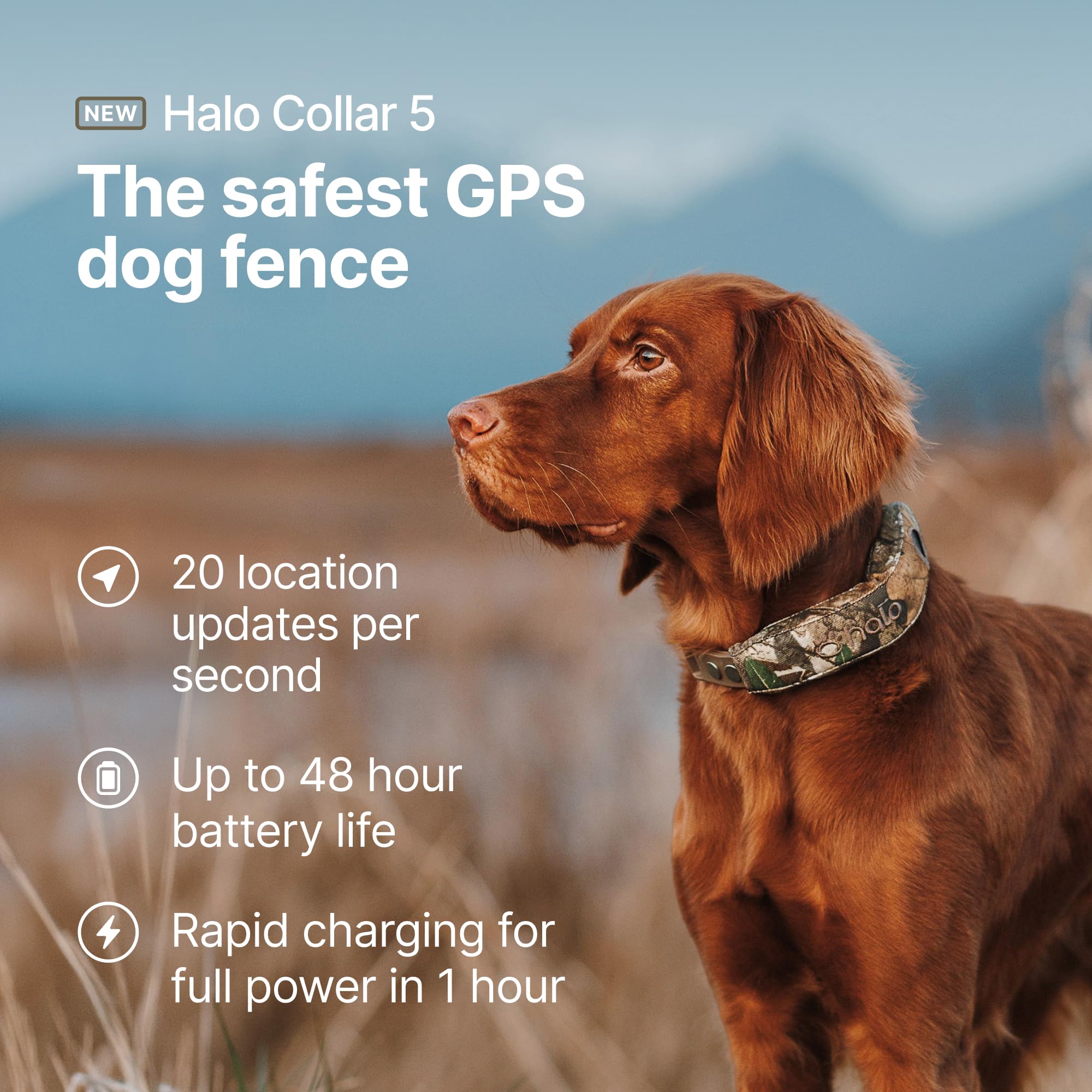 Halo Collar 5 con zonas virtuales mantiene al perro dentro de límites seguros.