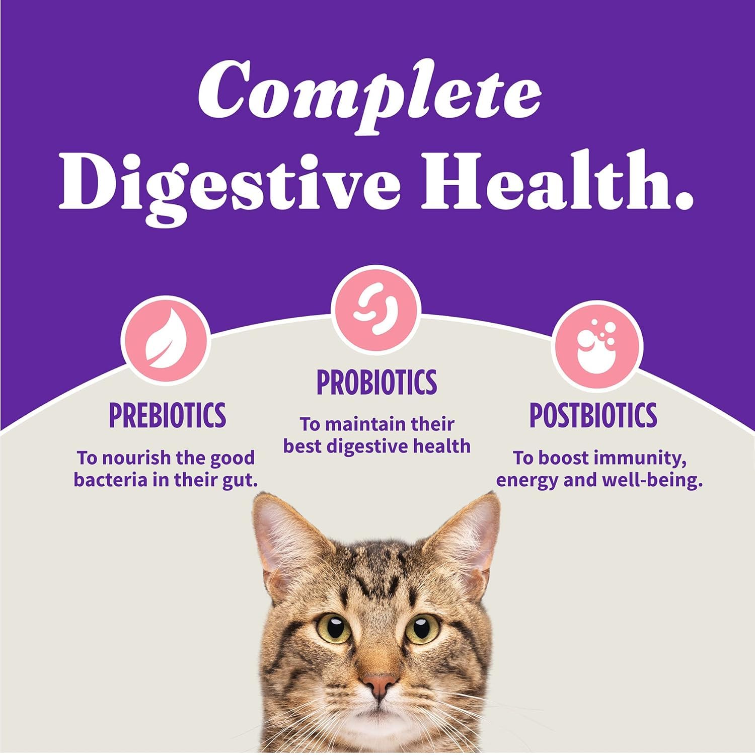 Halo Holistic gato comiendo: experiencia sensorial agradable durante la comida.