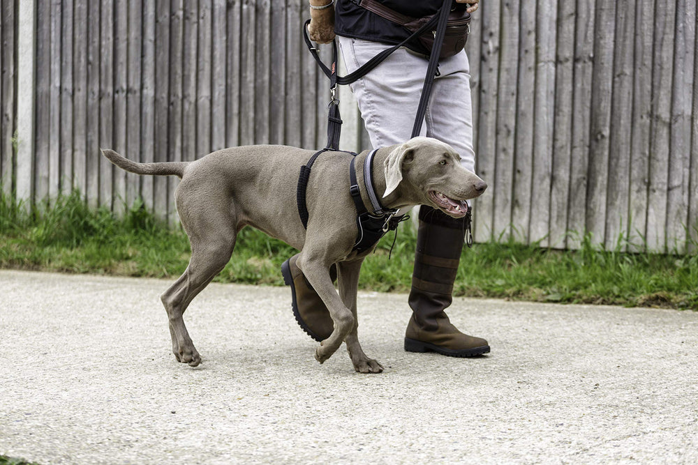 Halti No Pull Harness pecho acolchado: comodidad durante paseos