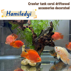 Hamiledyi ramas de madera flotante 8-12 pulgadas, ideal para hábitats terrestres o húmedos.