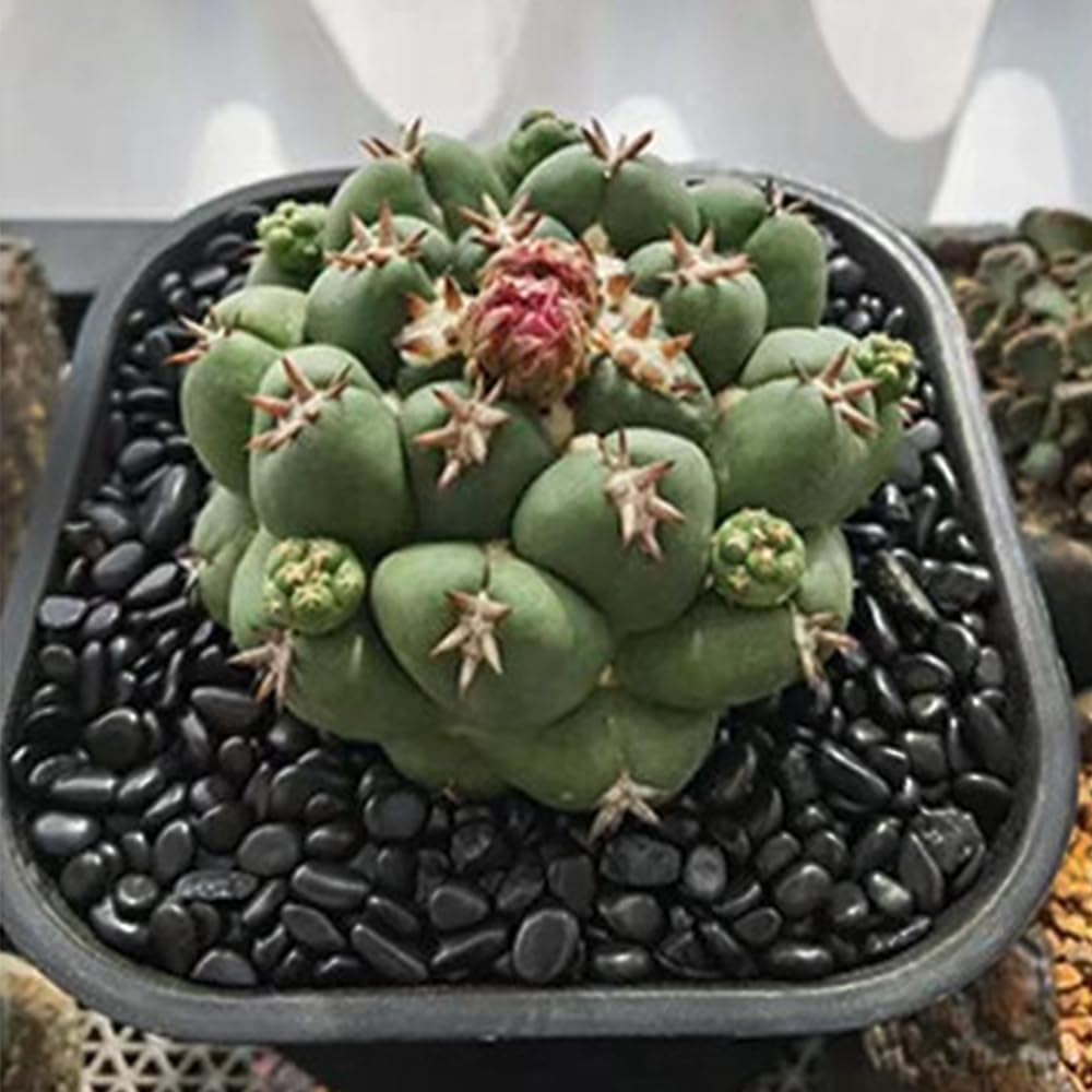 Piedras oscuras HappyFiller para terrarios con drenaje y oxígeno.
