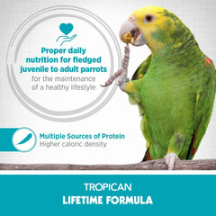 Loro comiendo gránulos Tropican, experiencia estable para aves.