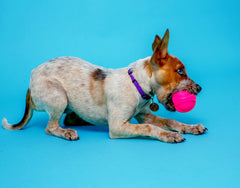 Hartz Dura Play os senteur bacon attire les chiens pour des jeux de mâchouillage.