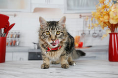 Mascota recibiendo Hartz Hairball Remedy Plus de la mano del tutor.