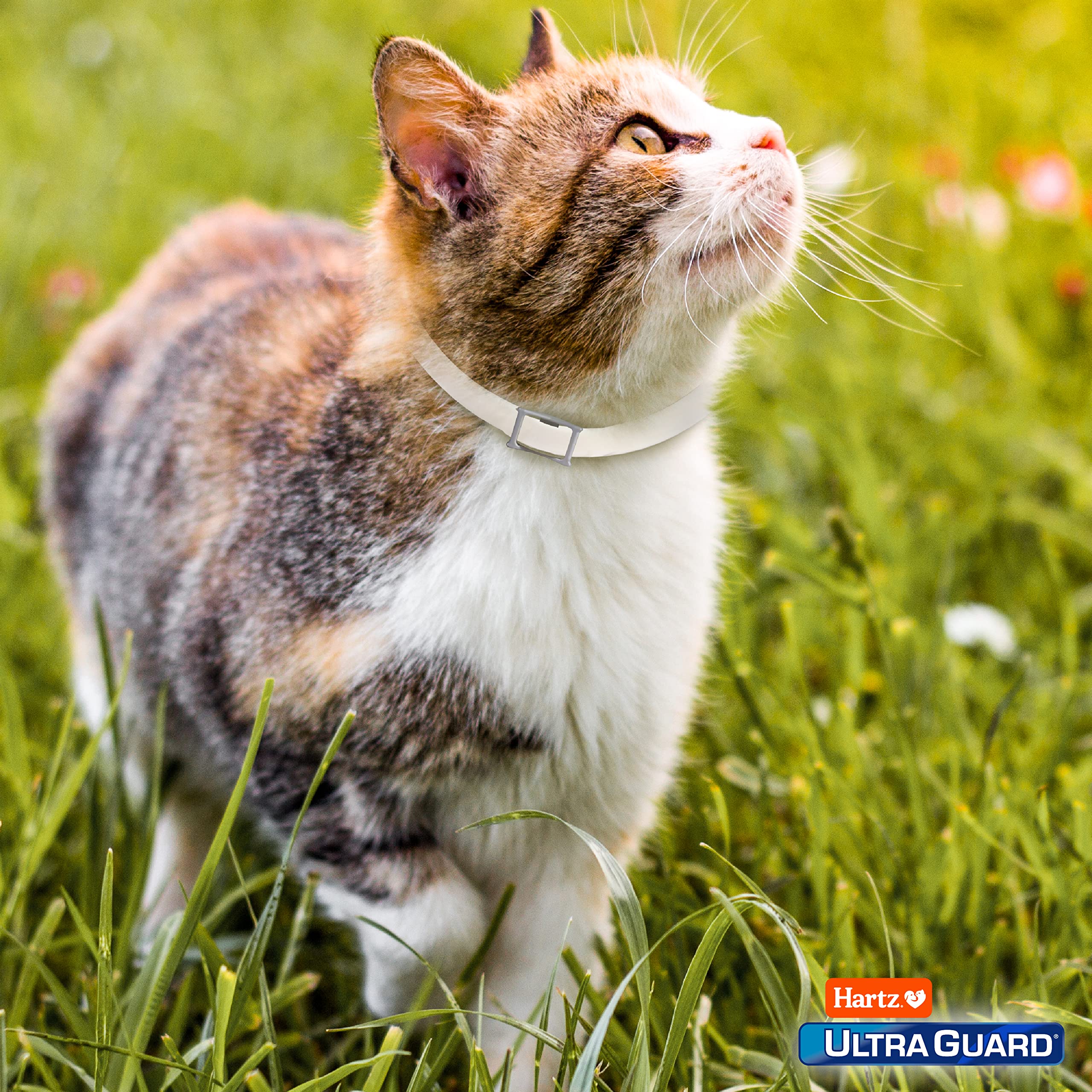 Collar Hartz UltraGuard mantenimiento y reemplazo cada 7 meses