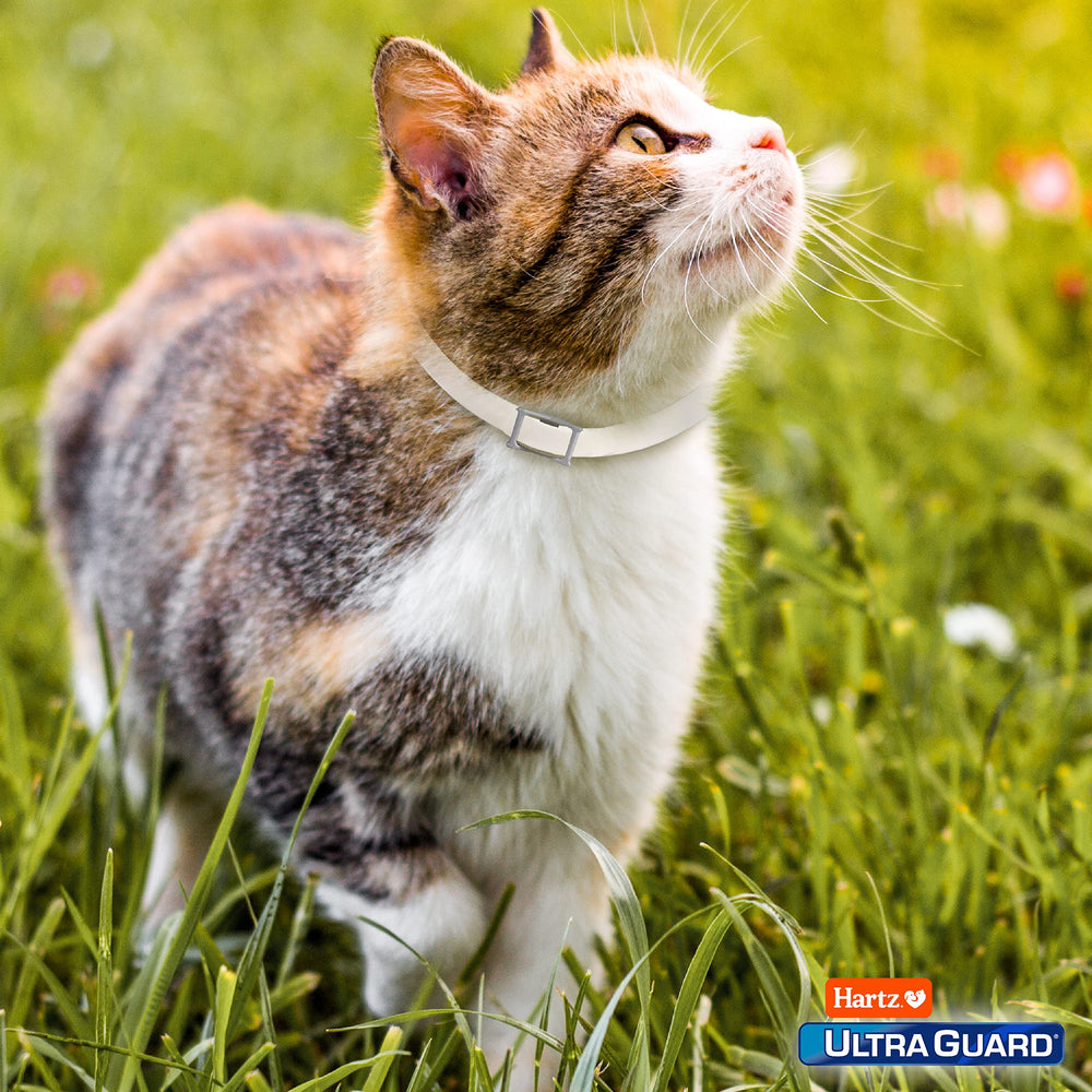 Collar Hartz UltraGuard mantenimiento y reemplazo cada 7 meses