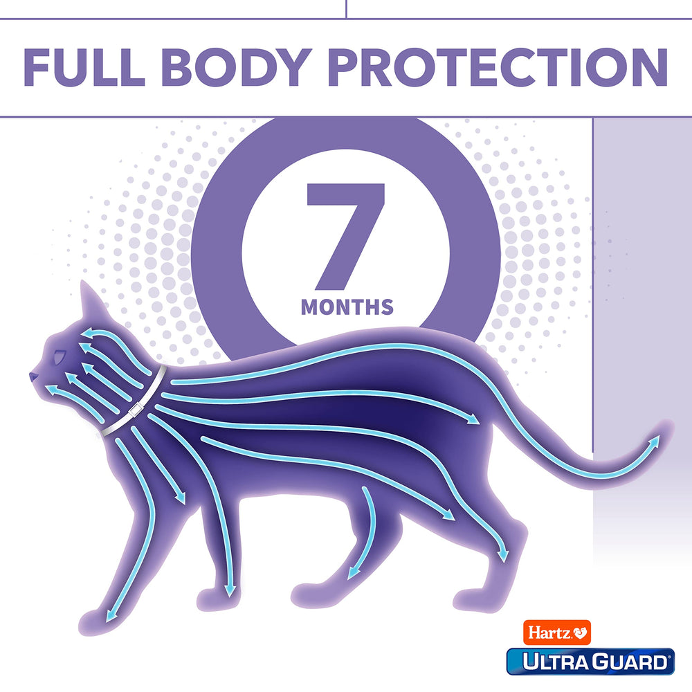 Gato adulto con Hartz UltraGuard collar adecuado para felinos