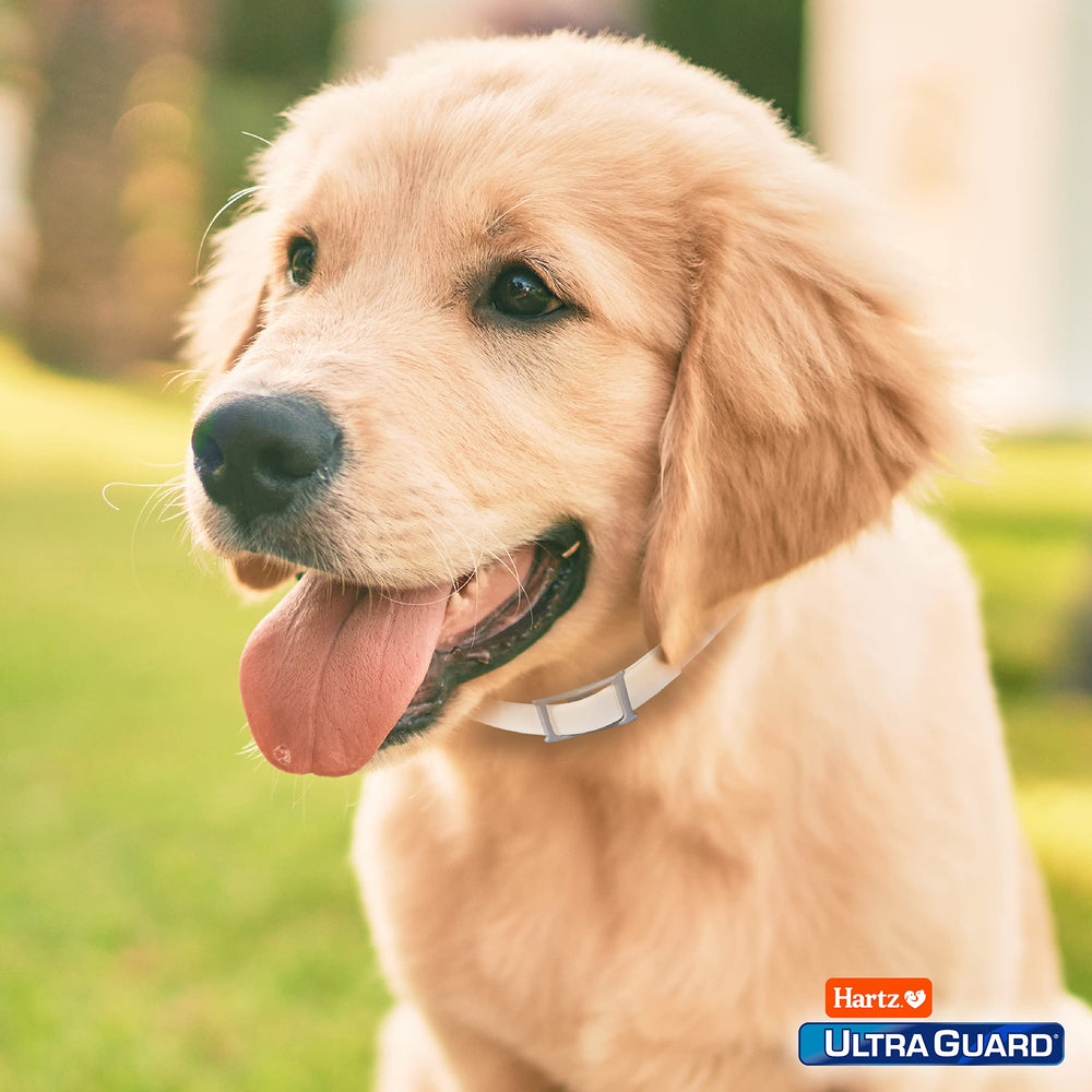 Hartz UltraGuard collar para paseos diarios protegiendo tu mascota