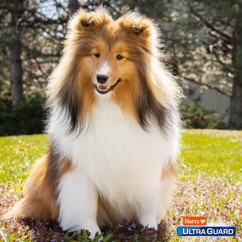 Hartz Ultraguard Pro Champú para perro: uso semanal para cuidado preventivo del pelaje.