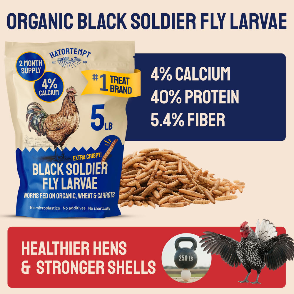 Larvas secas Hatortempt con textura crujiente; snack para pollos.