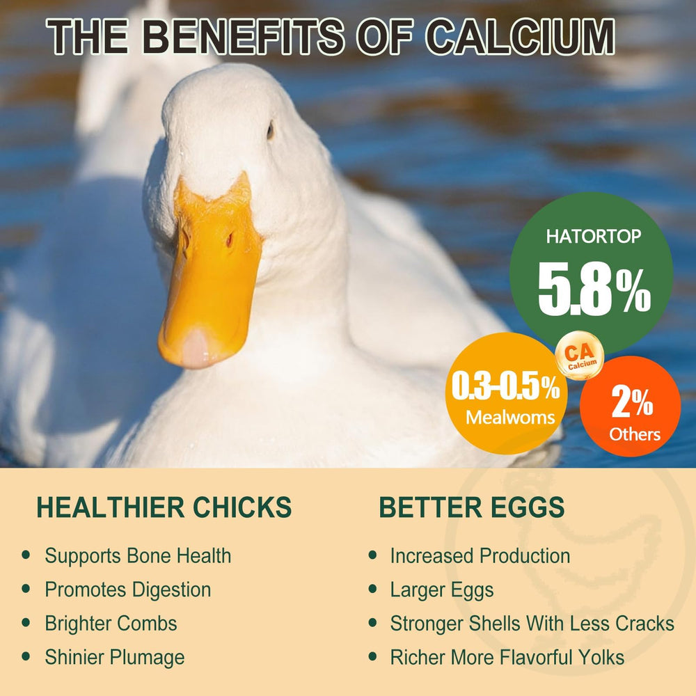 Proteína alta de BSF, sustento para aves saludables