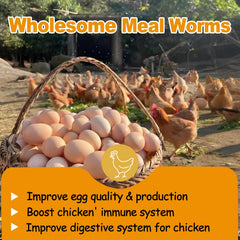 Gusanos Hatortop para pollos, alimento proteico diario