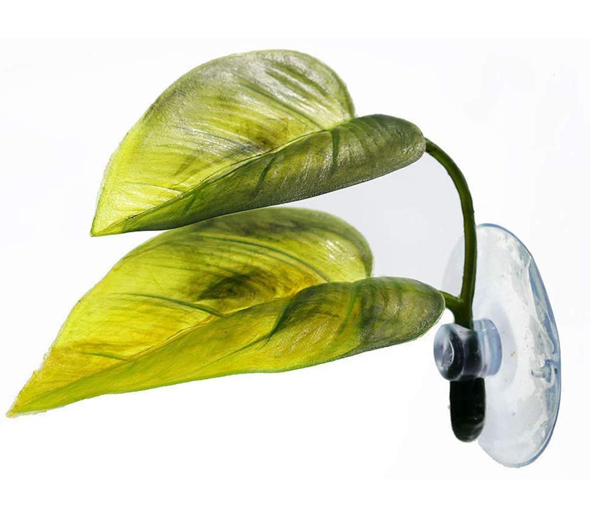 Haulonda Betta: hoja-planta de 2 pulgadas para descanso cercano a la superficie