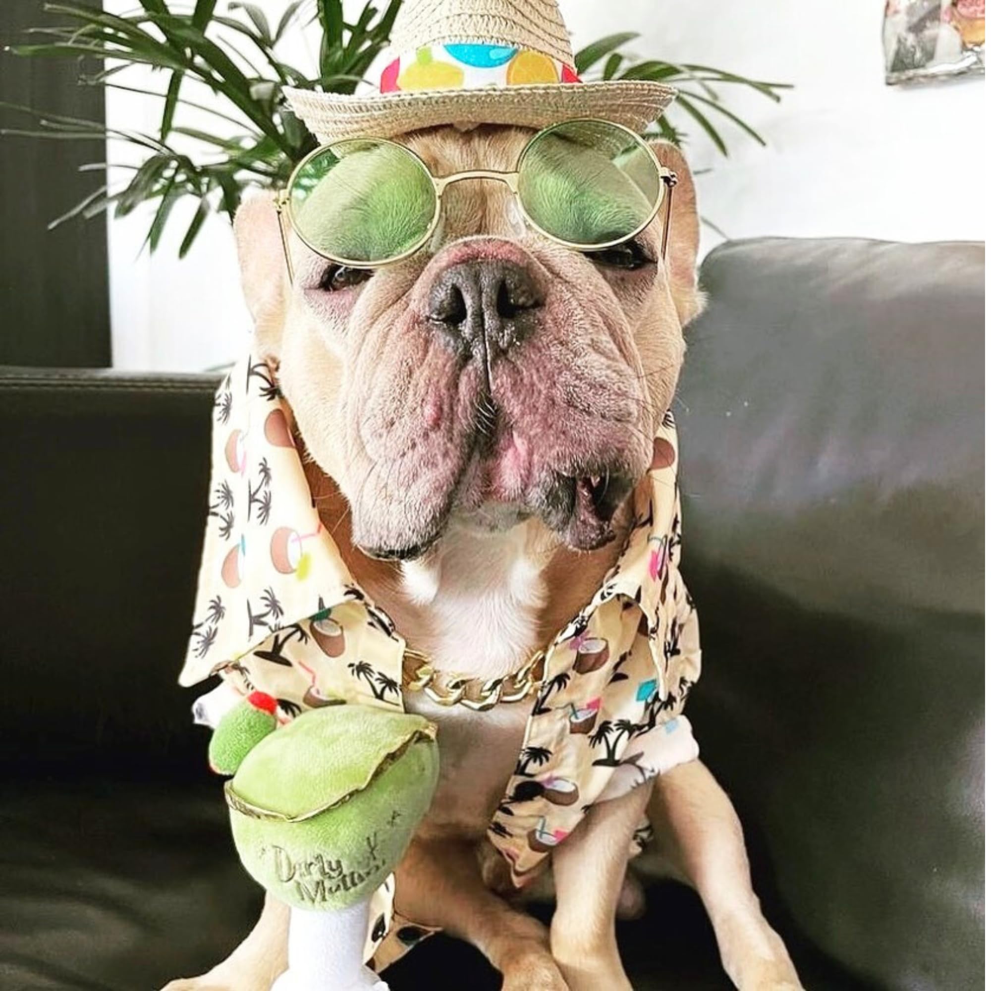 Regalo ideal para perros de todas las tallas y personalidades juguetonas.